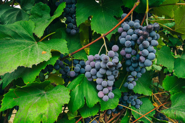 Grapes