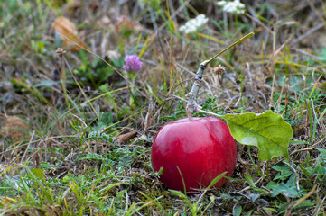 Ripe red apple