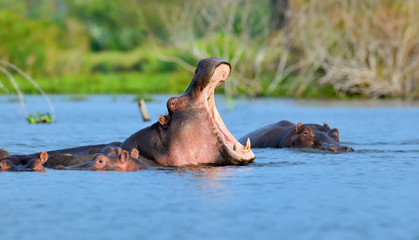 Fototapeta na wymiar Hippo family