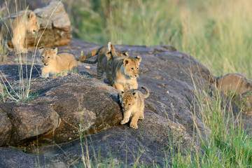 Lion cub