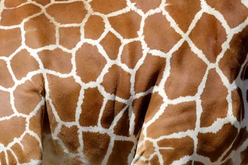 Crédence de cuisine en verre imprimé Girafe Texture de peau de girafe