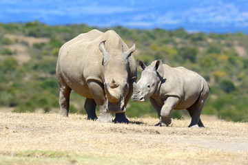 Fototapeta premium Rhino