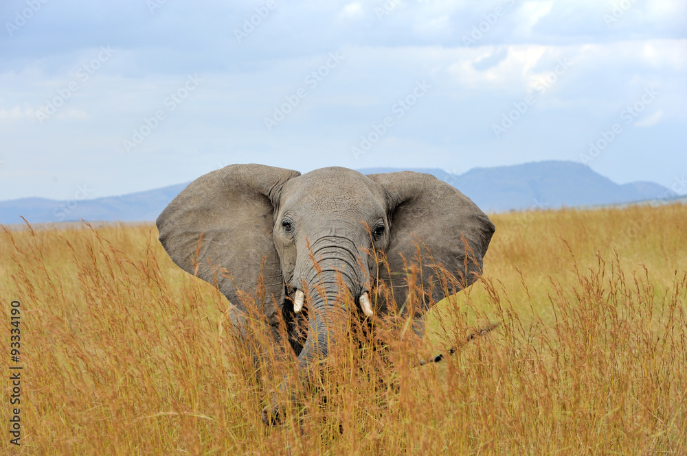 Canvas Prints Elephant