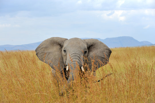 Fototapeta Elephant