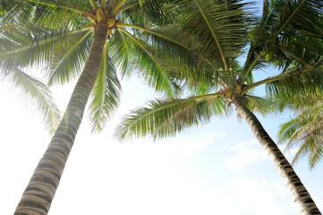 Fototapeta premium Palm