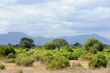 Fototapeta na wymiar Landscape in Tsavo National Park, Kenya