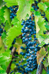 Grapes