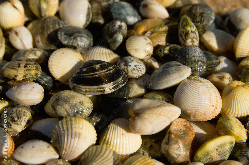 Wall mural Shellfish of clam and cockle