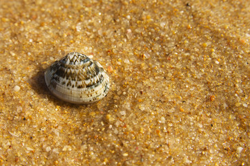 Small coloured clam over sand beach