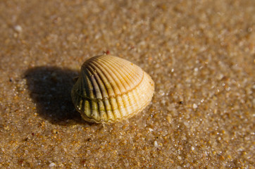 Cockle over sand beach