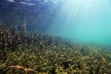 underwater scenery in the river diving