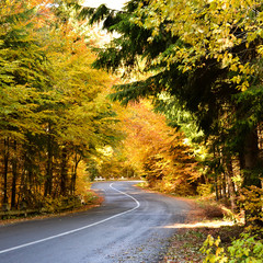 Obraz premium Autumn road