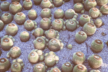 Composition with cactus, still life concept about nature
