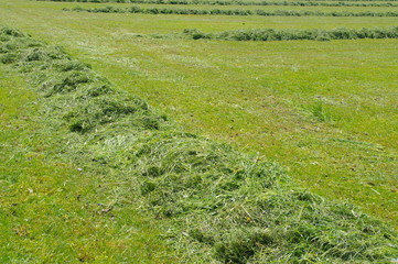 field hay