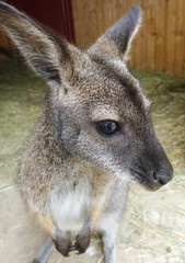 Small kangaroo