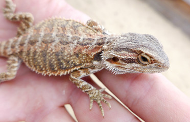 Lizard in hand