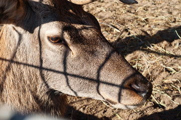 Fototapeta premium adult deer in a cage