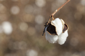 cotton
