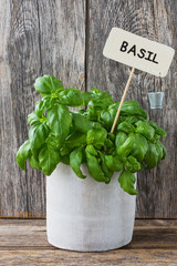 Pot of fresh basil plant with name tag on wooden baskground