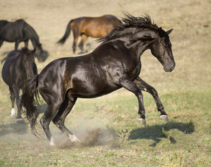 Black stallion rearing up, portrait in freedom