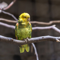 parakeet sits on a branch of the tree