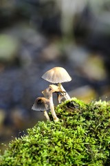 Autumn Fungi