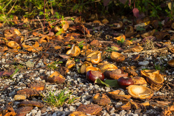 Kastanien auf dem Boden im Herbst