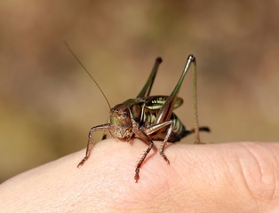 Кузнечик на руке