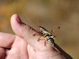 Кузнечик на пальце