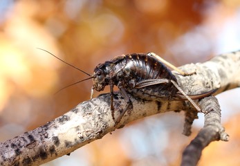 Палассов толстун (Deracantha onos)
