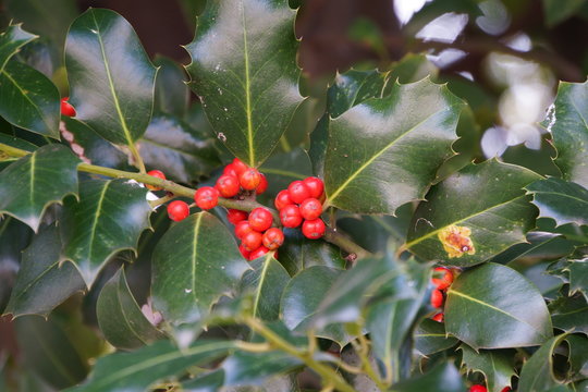 Ilex (Ilex aquifolium) mit roten Früchten