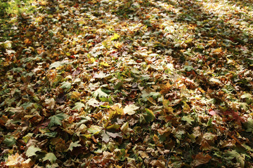 Autumn texture of yellow fallen leaves