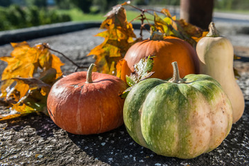 Autumn harvest of various pumpkins: butternut squash, orange and japanese pumpkin, howden. Stone rustic background.  