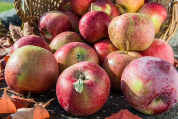 Red apples rolling out of the basket on rustic stone background with autumn leaves. Deep sharpness