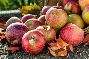 Red apples rolling out of the basket on rustic stone background with autumn leaves. 