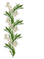 branch of cherry blossoms isolated on white background.