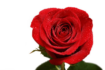 Single red button of rose with drops of dew isolated on white