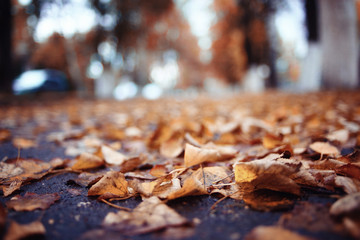 background autumn leaves in the park, nature