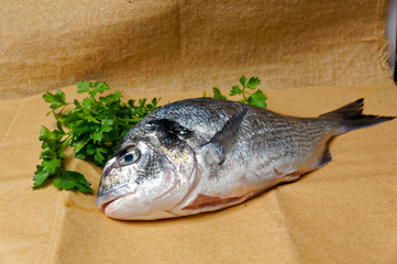 Large fish sea bream orata gutted