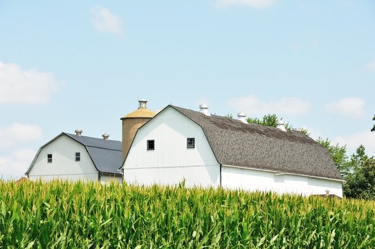 Two White Barns