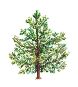 Christmas tree - pine, spruce tree. Watercolor