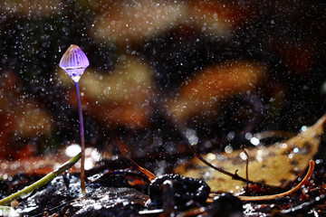 small poisonous mushroom, magic picture