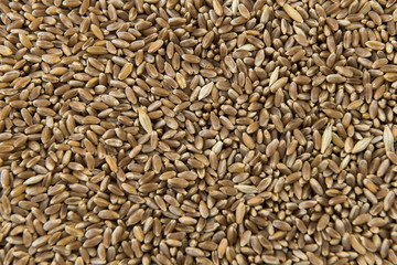 Grains of wheat