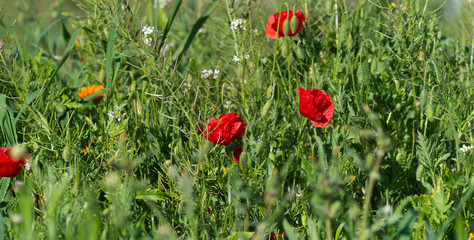coquelicot rouge