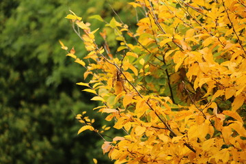 Herbstliche Landschaft