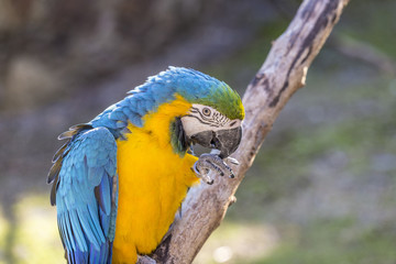 Macaw sitting perched