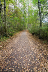 Fototapeta premium Green forest