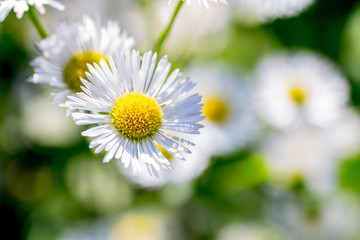 G&auml;nsebl&uuml;mchen