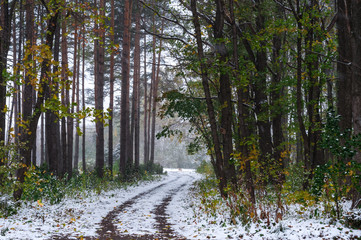 Дорога в лесу заметенная первым снегом  © dmitral