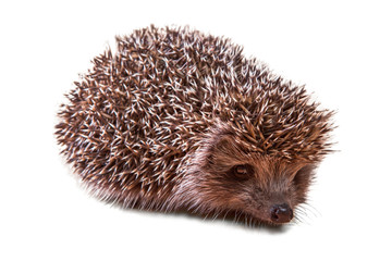 Cute young hedgehog - porcupine - isolated